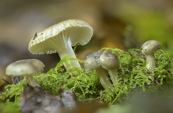 Schwarzpunktierter Schneckling (Hygrophorus pustulatus)