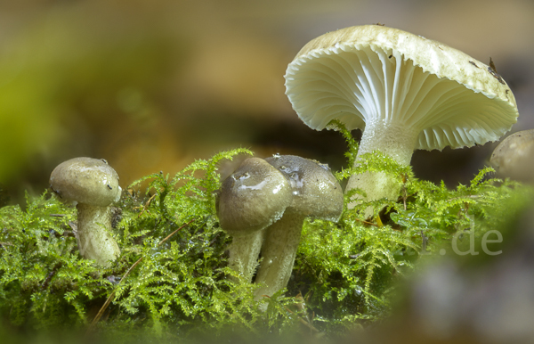 Schwarzpunktierter Schneckling (Hygrophorus pustulatus)