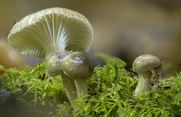 Schwarzpunktierter Schneckling (Hygrophorus pustulatus)