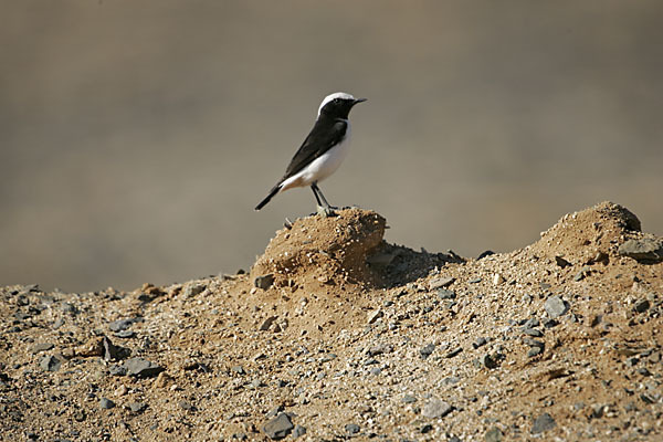 Schwarzrückensteinschmätzer (Oenanthe lugens)