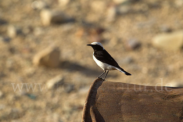 Schwarzrückensteinschmätzer (Oenanthe lugens)