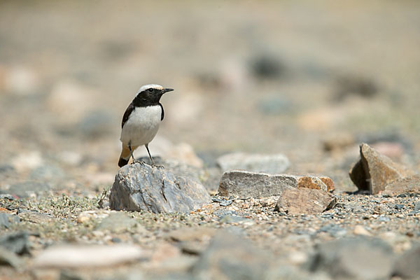 Schwarzrückensteinschmätzer (Oenanthe lugens)