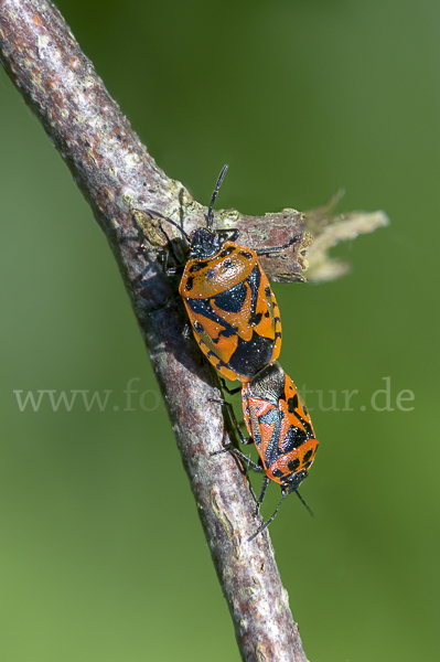 Schwarzrückige Gemüsewanze (Eurydema ornata)