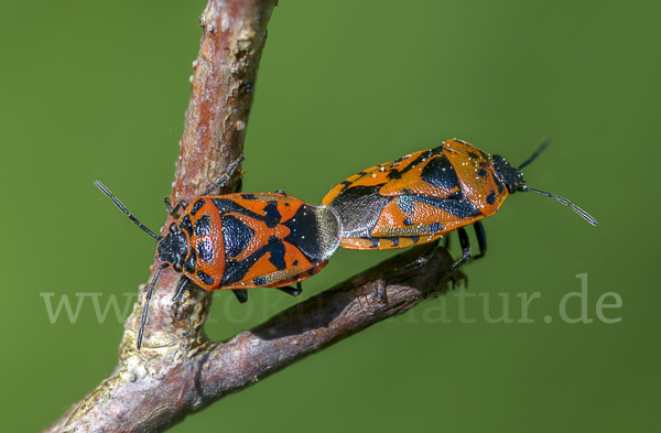 Schwarzrückige Gemüsewanze (Eurydema ornata)