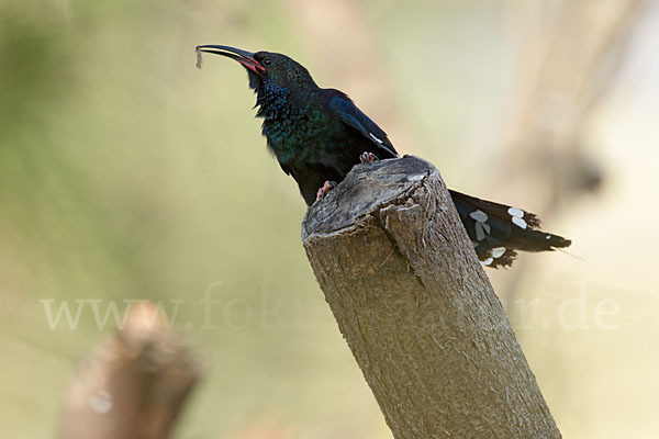 Schwarzschnabel-Baumhopf (Phoeniculus somaliensis)