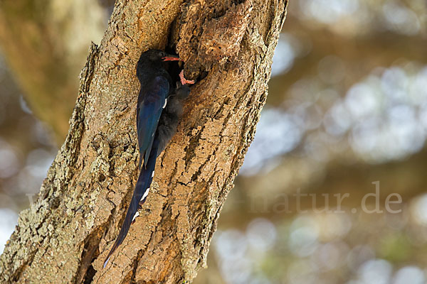 Schwarzschnabel-Baumhopf (Phoeniculus somaliensis)