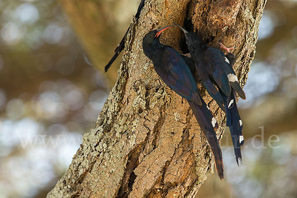 Schwarzschnabel-Baumhopf (Phoeniculus somaliensis)