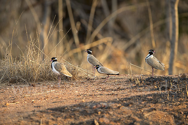 Schwarzschopfkiebitz (Vanellus tectus)