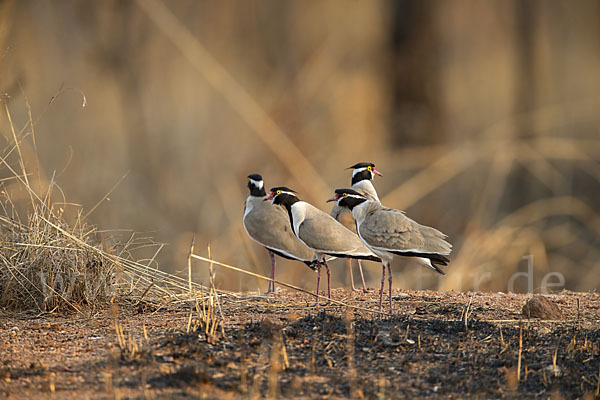 Schwarzschopfkiebitz (Vanellus tectus)