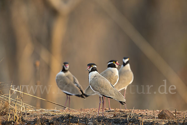 Schwarzschopfkiebitz (Vanellus tectus)