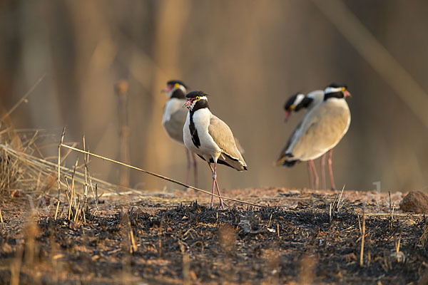 Schwarzschopfkiebitz (Vanellus tectus)