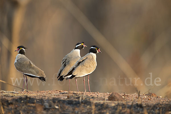 Schwarzschopfkiebitz (Vanellus tectus)