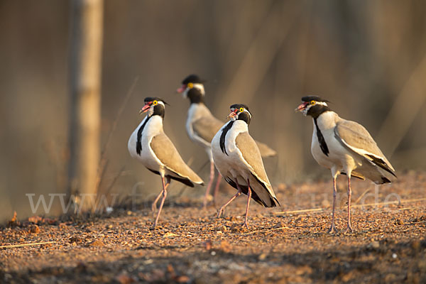 Schwarzschopfkiebitz (Vanellus tectus)