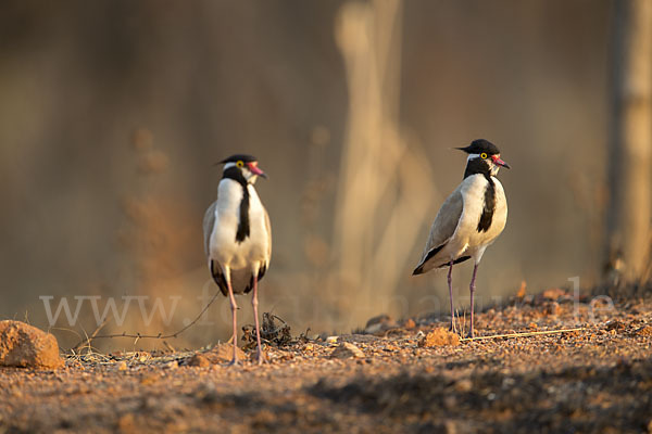 Schwarzschopfkiebitz (Vanellus tectus)