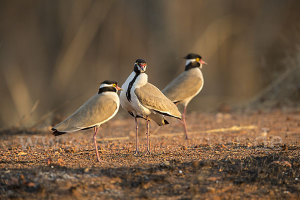 Schwarzschopfkiebitz (Vanellus tectus)