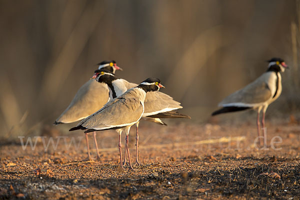 Schwarzschopfkiebitz (Vanellus tectus)