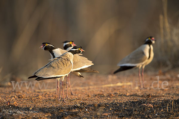 Schwarzschopfkiebitz (Vanellus tectus)