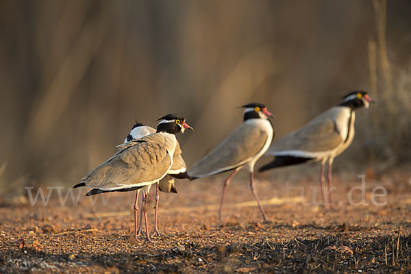 Schwarzschopfkiebitz (Vanellus tectus)