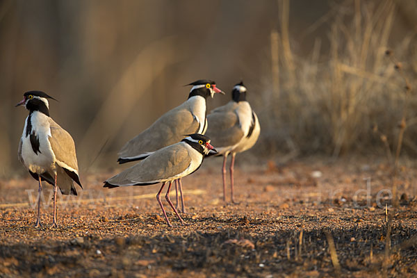 Schwarzschopfkiebitz (Vanellus tectus)