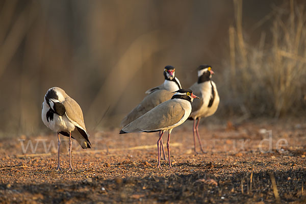 Schwarzschopfkiebitz (Vanellus tectus)