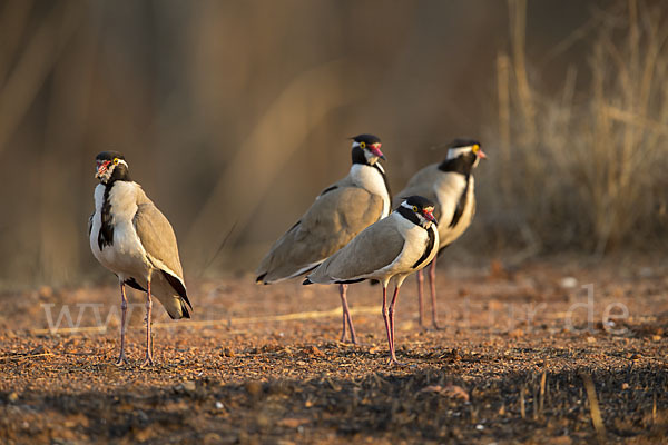 Schwarzschopfkiebitz (Vanellus tectus)