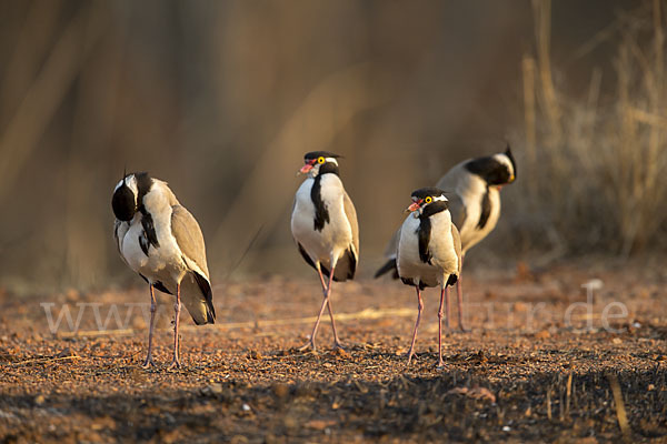 Schwarzschopfkiebitz (Vanellus tectus)