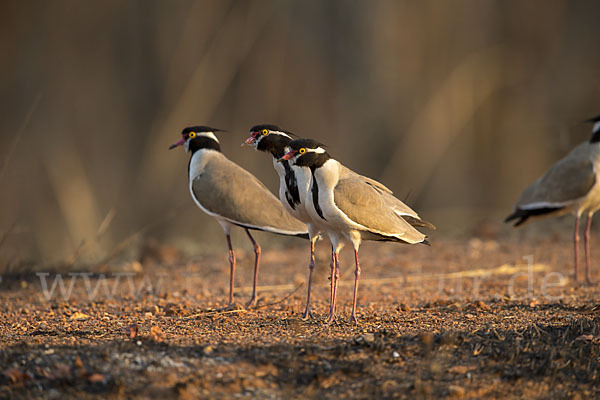 Schwarzschopfkiebitz (Vanellus tectus)