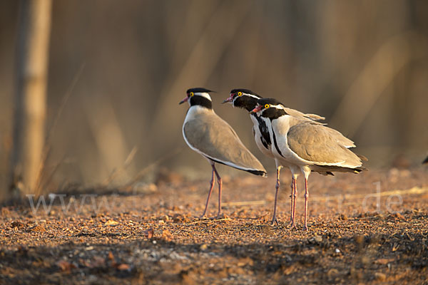 Schwarzschopfkiebitz (Vanellus tectus)