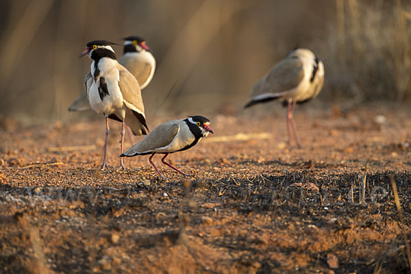 Schwarzschopfkiebitz (Vanellus tectus)