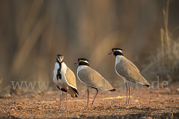 Schwarzschopfkiebitz (Vanellus tectus)