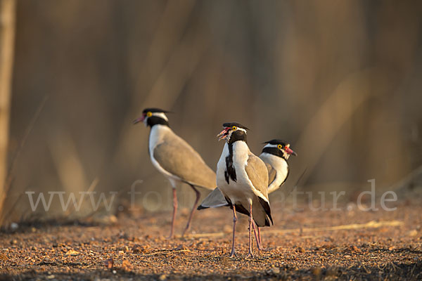 Schwarzschopfkiebitz (Vanellus tectus)