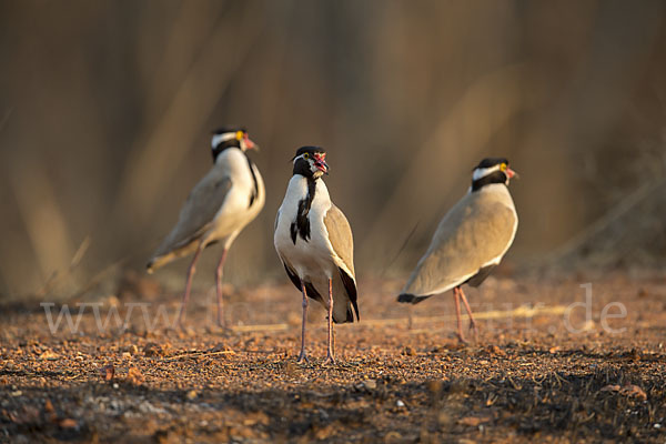 Schwarzschopfkiebitz (Vanellus tectus)