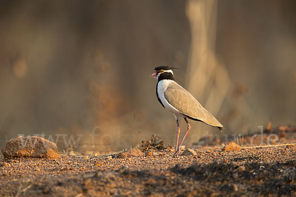 Schwarzschopfkiebitz (Vanellus tectus)