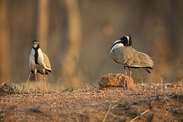 Schwarzschopfkiebitz (Vanellus tectus)