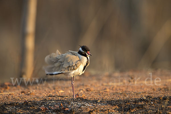 Schwarzschopfkiebitz (Vanellus tectus)