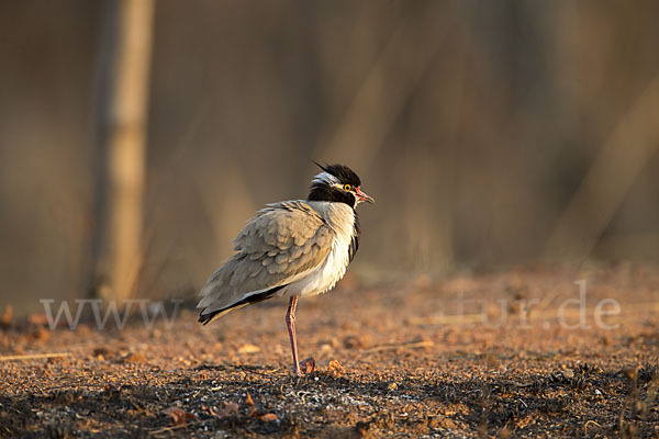 Schwarzschopfkiebitz (Vanellus tectus)