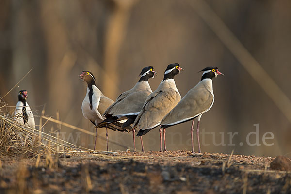 Schwarzschopfkiebitz (Vanellus tectus)