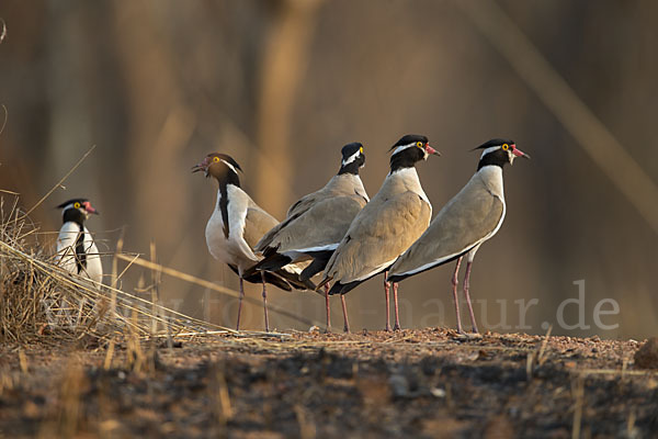 Schwarzschopfkiebitz (Vanellus tectus)