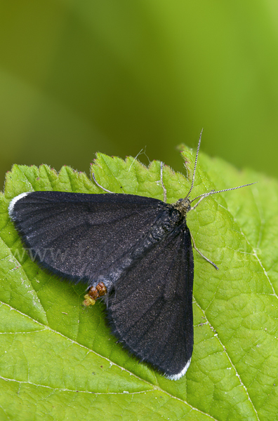 Schwarzspanner (Odezia atrata)