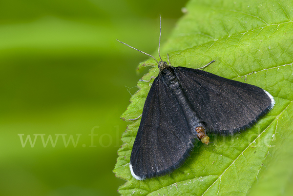 Schwarzspanner (Odezia atrata)