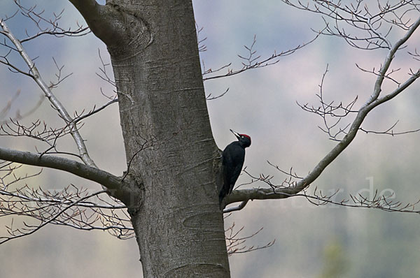 Schwarzspecht (Dryocopus martius)