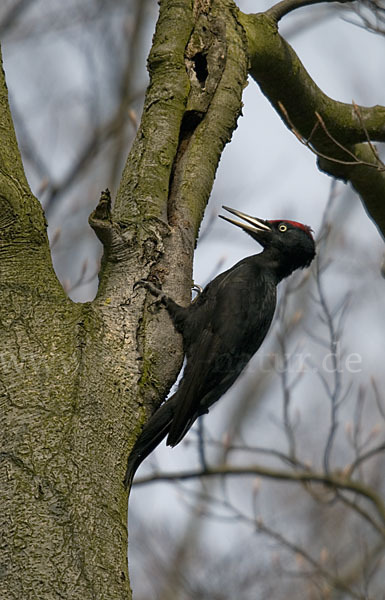 Schwarzspecht (Dryocopus martius)