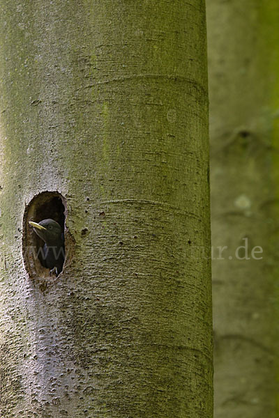 Schwarzspecht (Dryocopus martius)