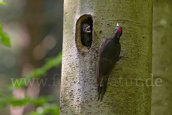 Schwarzspecht (Dryocopus martius)