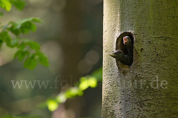 Schwarzspecht (Dryocopus martius)