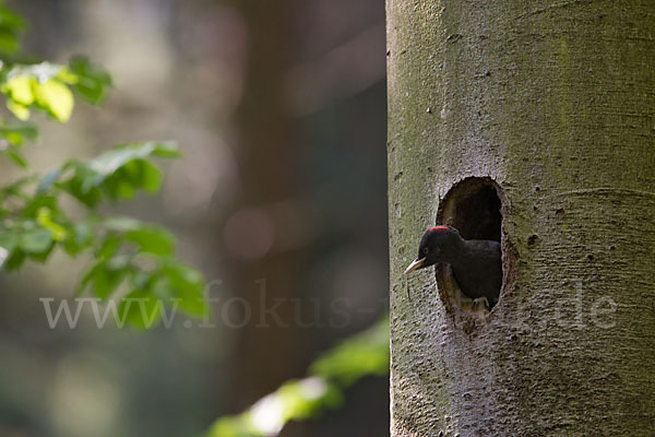 Schwarzspecht (Dryocopus martius)