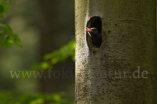 Schwarzspecht (Dryocopus martius)