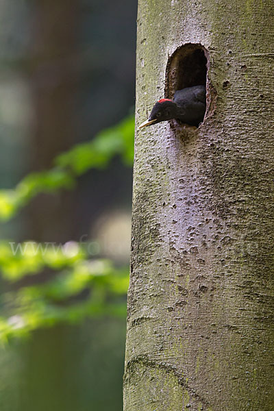 Schwarzspecht (Dryocopus martius)