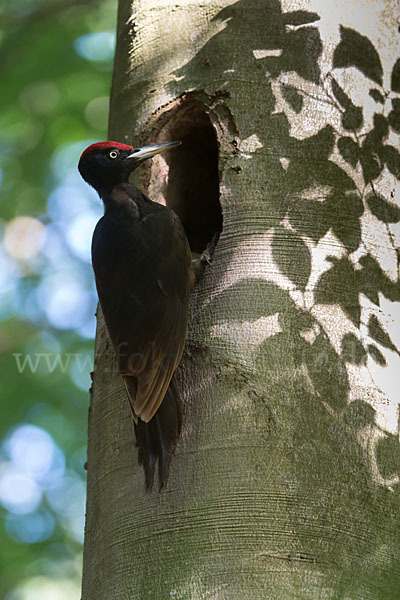 Schwarzspecht (Dryocopus martius)