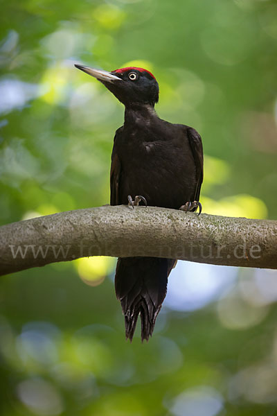 Schwarzspecht (Dryocopus martius)